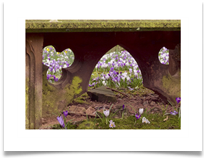Blooms in the Graveyard - Phil Wilson